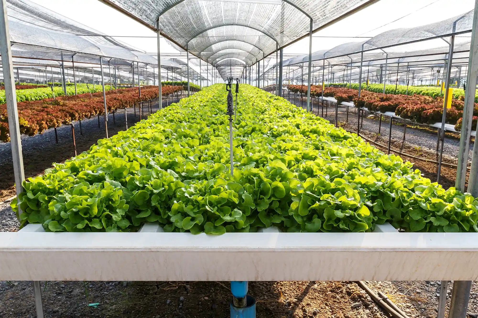 Turnkey Farm Systems